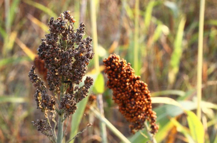 Veja como lidar com as pragas e doenças do sorgo 7 sorgo ganha espaco na segunda safra 8