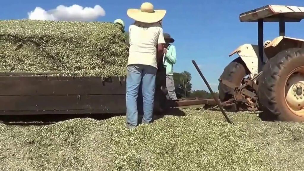 mega sorgo santa elisa beneficio para o gado de leite