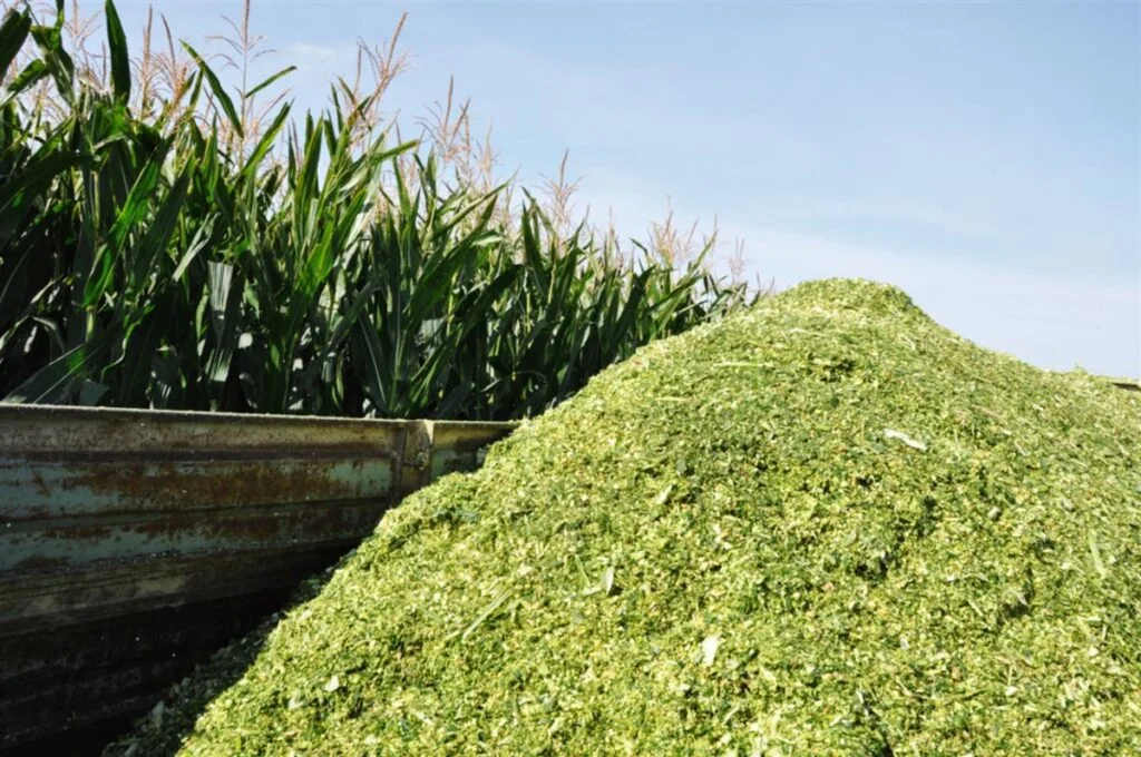 pecuarista reduz custo da silagem em 50 com uso de sorgo forrageiro