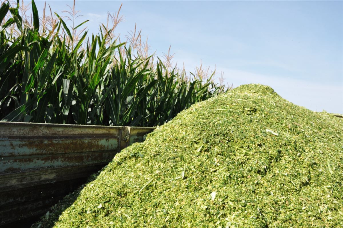 pecuarista reduz custo da silagem em 50 com uso de sorgo forrageiro