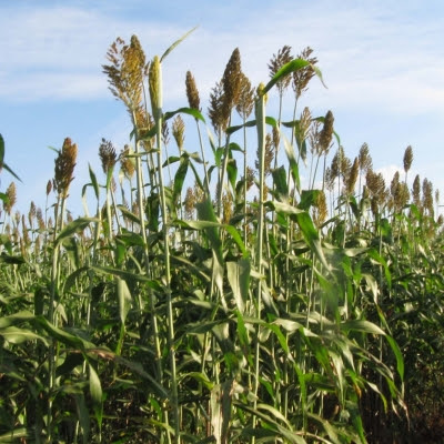 vantagens e desvantagens da silagem de sorgo