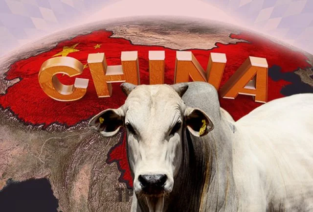 CHINA VAI FAZER ARROBA DISPARAR, O TIGRE  ESTARA FAMINTO, SERÁ?