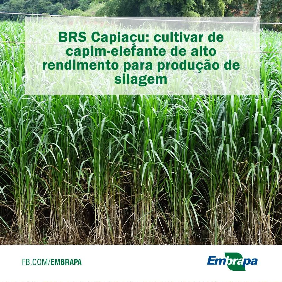 Embrapa lança livro sobre cultivares BRS Capiaçu e BRS Kurumi 3 embrapa lanca livro sobre cultivares brs capiacu e brs kurumi