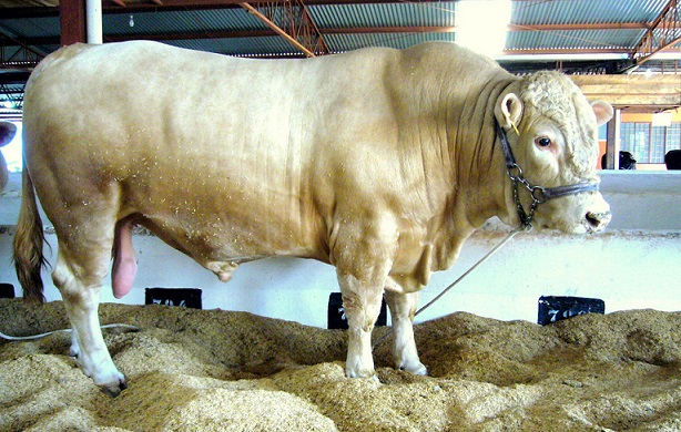 gado puruna ganha projeto de disseminacao no parana