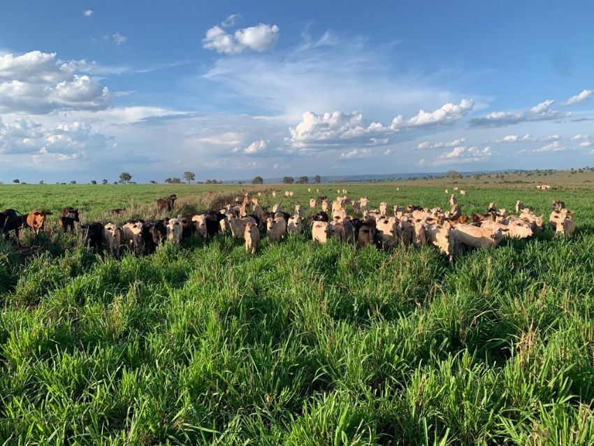 manejo do solo ajuda pecuarista a engordar o rebanho
