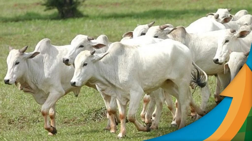 Mercado do boi segue firme, tem fôlego para novas altas no curtíssimo prazo, mas cenário pode mudar em dezembro 2 mercado do boi segue firme tem folego para novas altas no curtissimo prazo mas cenario pode mudar em dezembro