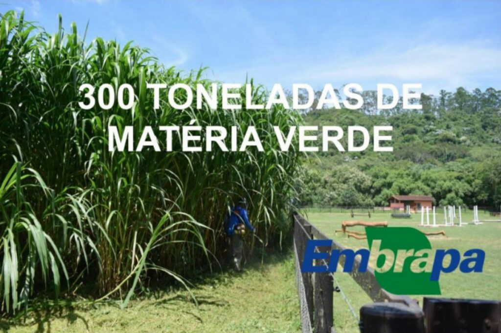 BRS Kurumi BRS Capiaçu Embrapa