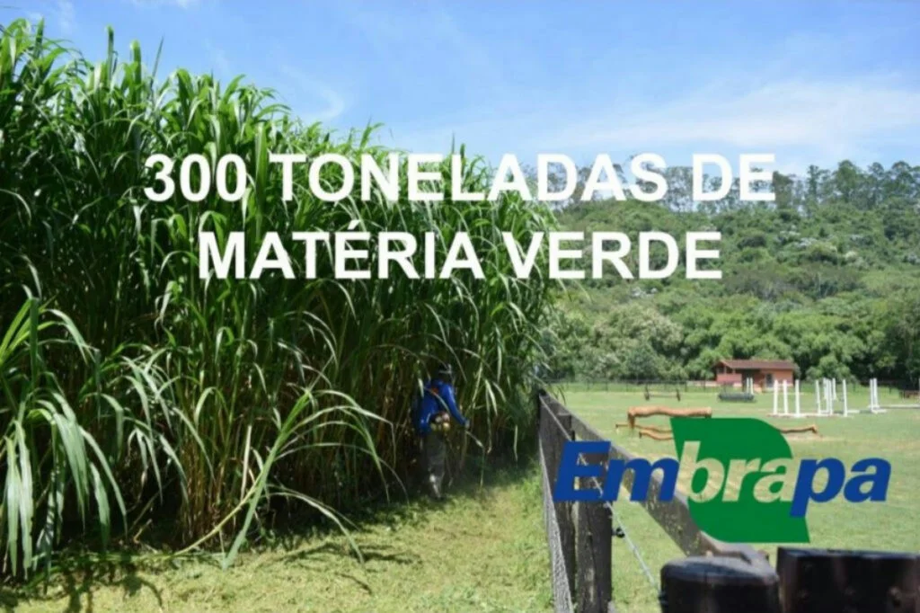 BRS Kurumi BRS Capiaçu Embrapa