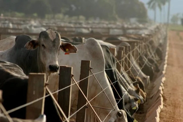 5 Dicas para aumentar o lucro nos confinamentos