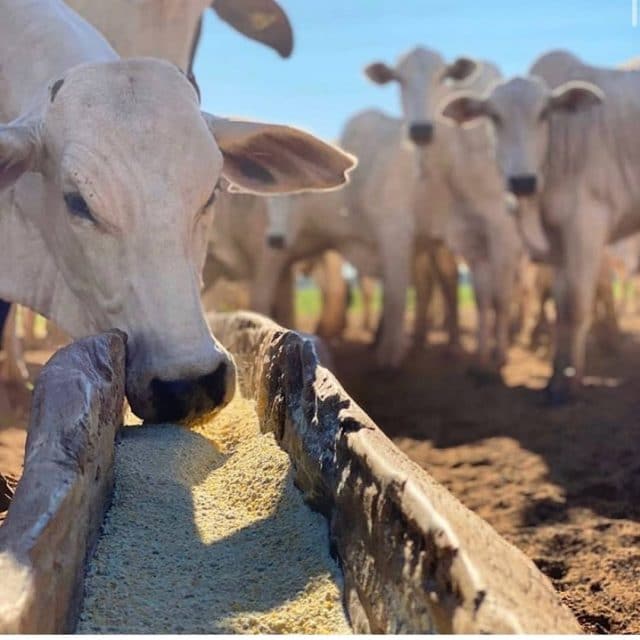 Exportações Para EUA, Egito e Rússia disparam em janeiro, Somos Agro Somos Forte 1 96760547 1534425103390772 1413372397376432902 n 640x640 1