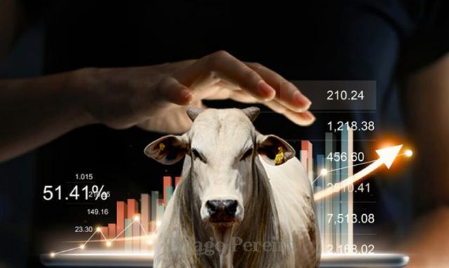 boi gordo bezerro novilha 7