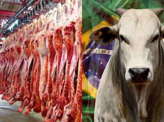 onde e como a carne bovina brasileira é produzida