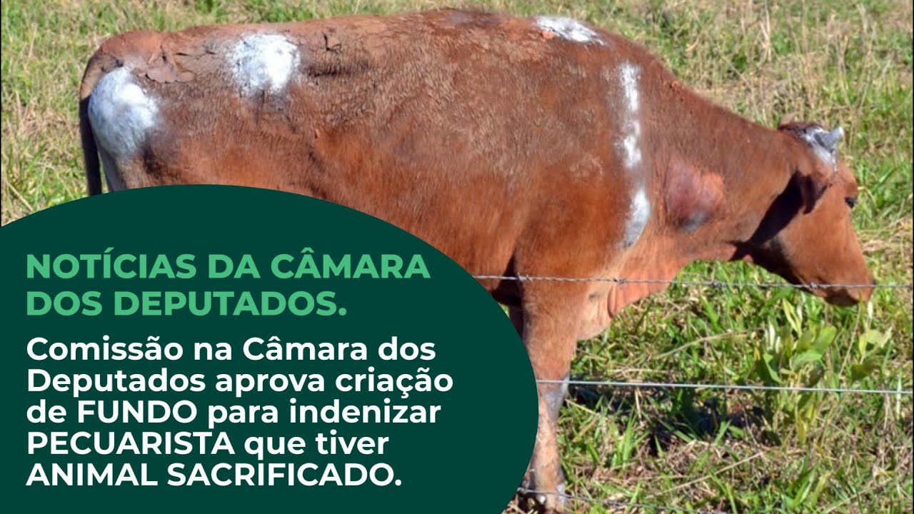 comissao aprova criacao de fundo para indenizar pecuarista que tiver animal sacrificado