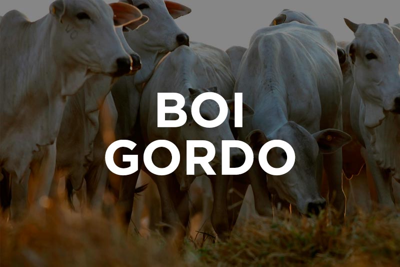 precos do boi gordo estabilizam enquanto carne mantem tendencia de queda