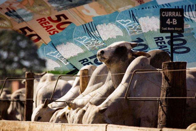 r 350 e precos vao disparar boi gordo esta incontrolavel confira 7