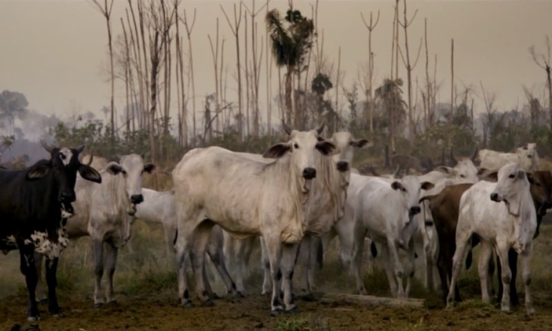 seca deixa produtores de leite prejudicados e producao cai drasticamente no sul