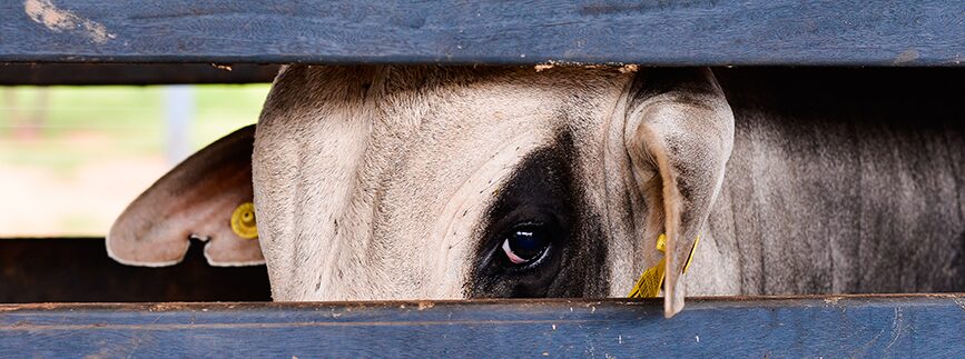 segundo a embrapa gado de corte que devemos espera da pecuaria em 2022