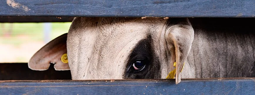 segundo a embrapa gado de corte que devemos espera da pecuaria em 2022