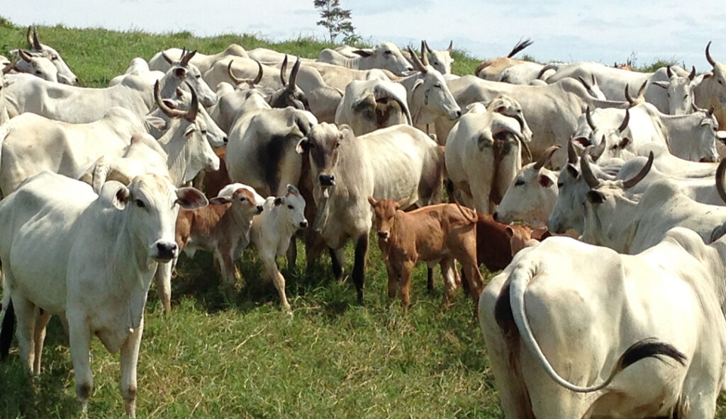 Boi Gordo Avança Mas bezerro Recua Saiba Como
