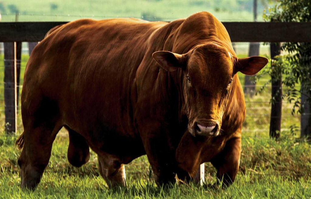 como escolher um touro leiteiro