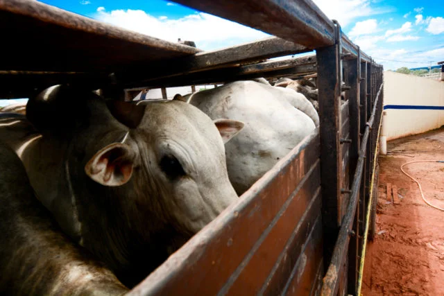 Conheça Alguns Segredos De Como ter Sucesso Com o Processo Do Boi Gordo 1 conheca alguns segredos de como ter sucesso com o processo do boi gordo