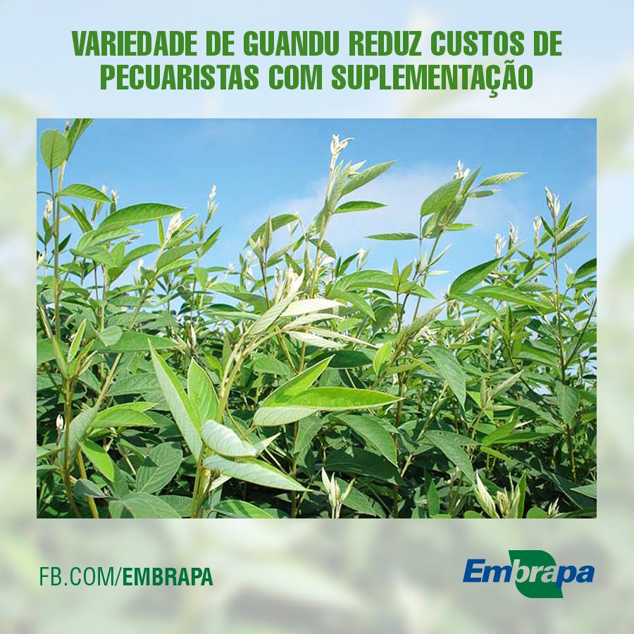 guandu brs mandarim a melhor para pastagens degradadas