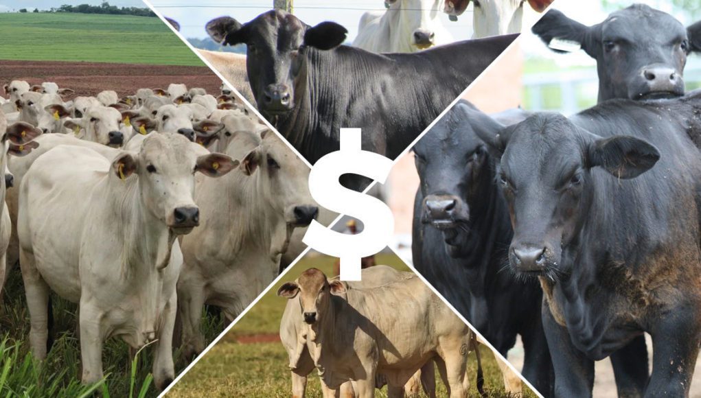 Raças para gado de corte: 5 melhores para criar