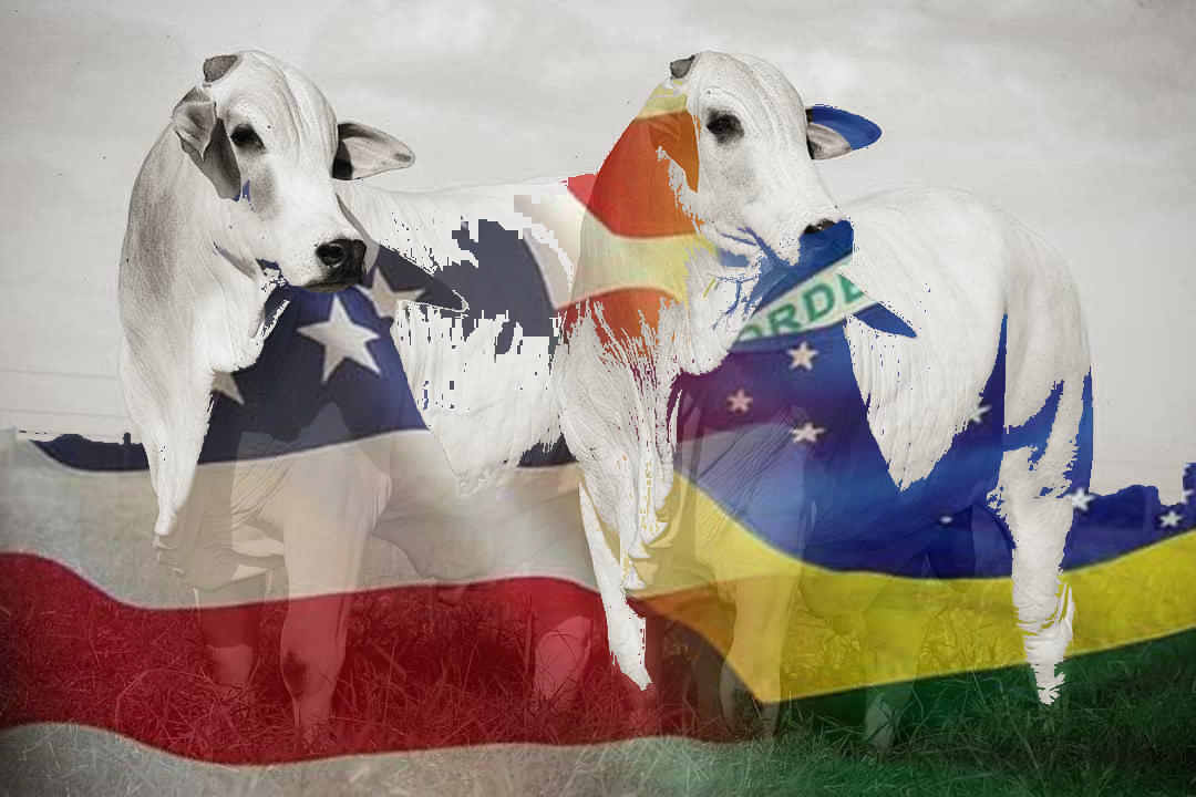 mesmo com a retomada da china eua lideraram compras de carne bovina brasileira em dezembro de 2021