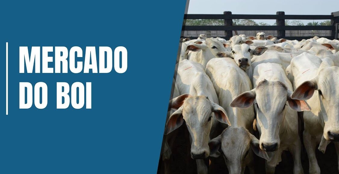 veja como vender seu boi gordo pelo melhor preco