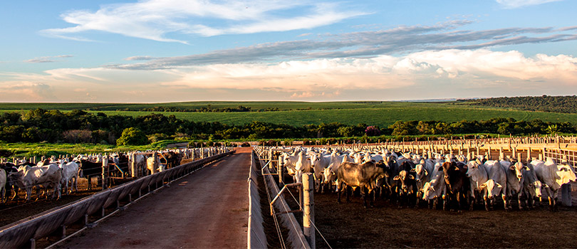 Arroba Do Boi Voltou A 328 Reais Vai Continuar a Subir ?