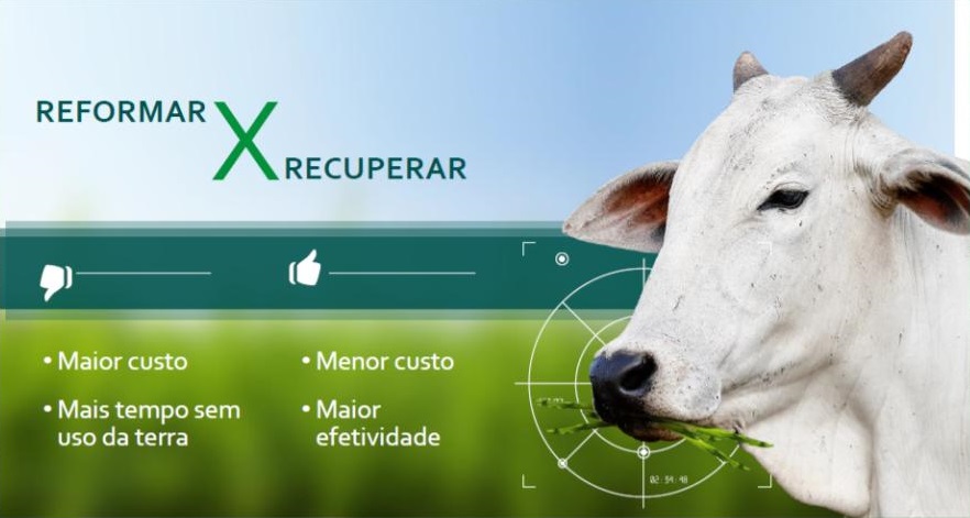 conheca os segredos da adubacao foliar para pastagem