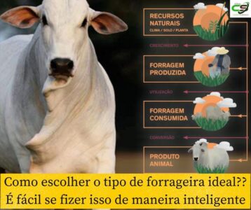 como escolher o tipo de forrageira ideal e facil se fizer isso de maneira inteligente 1