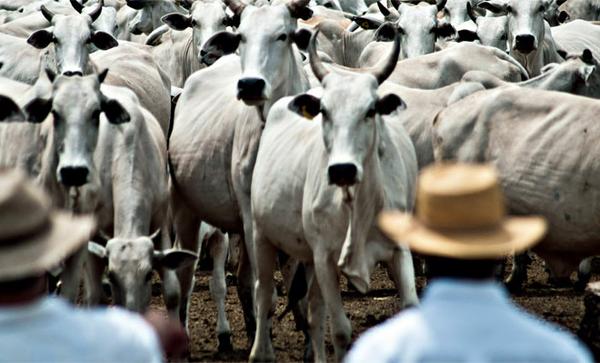 entenda como a arroba com preco misto traz dificuldade na pecuaria