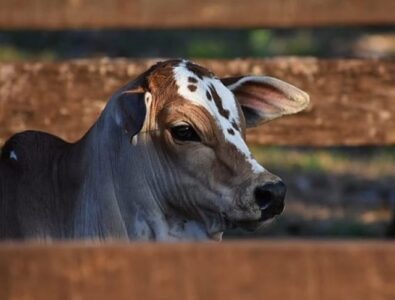Esse é o padrão de bezerro que o mercado deseja, veja