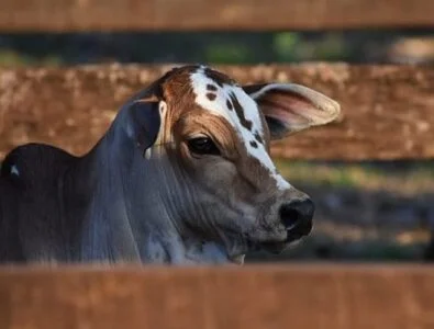 Esse é o padrão de bezerro que o mercado deseja, veja