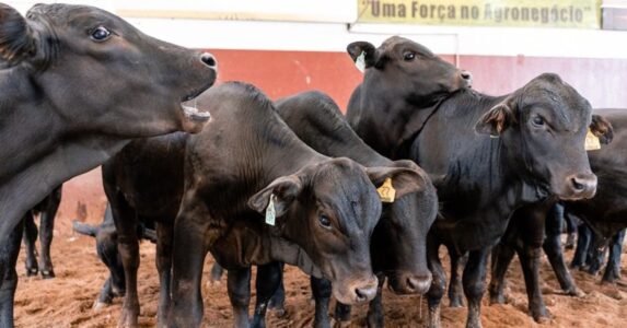 macho mestico reposicao bezerro garrote boi