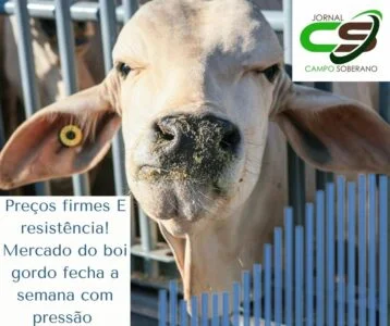 precos firmes e resistencia mercado do boi gordo fecha a semana com pressao 1