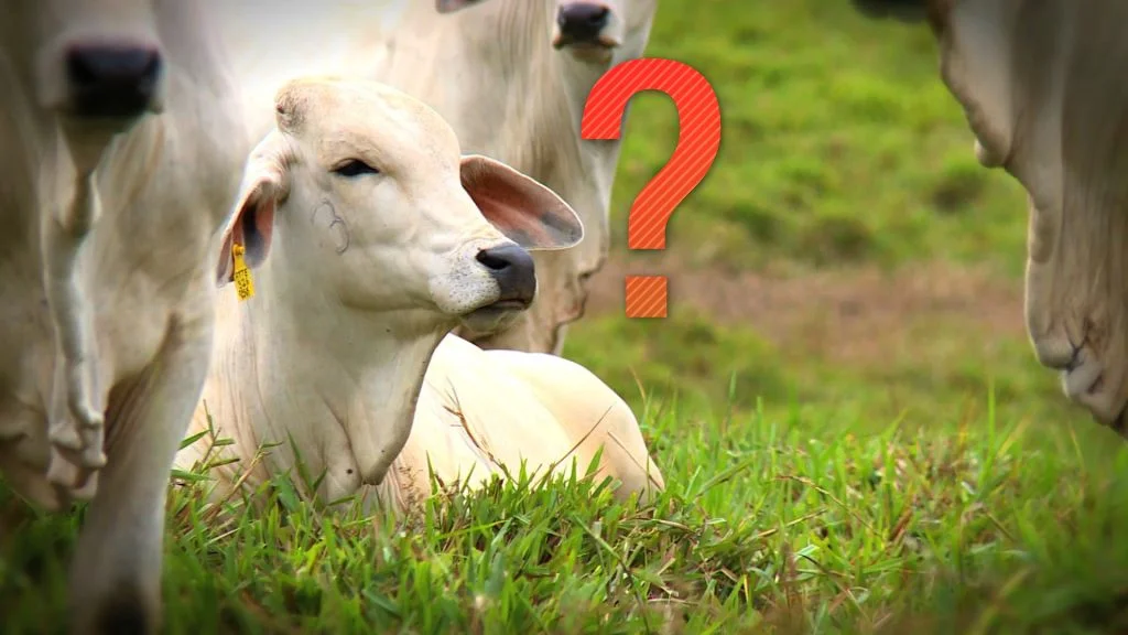 Se prepare para o Período de transição Seca/Águas seu Gado pode precisar que você Saiba desses Detalhes. 2 Deixar a planta crescer a partir desse ponto não é vantajoso por diversos motivos.