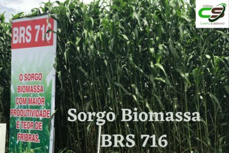 Será que esse relatório pode ser a respostas definitiva sobre Sorgo Biomassa BRS 716?