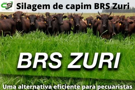 silagem de capim brs zuri uma alternativa eficiente para pecuaristas