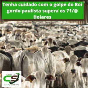 tenha cuidado com o golpe do boi gordo paulista supera os 71 dolares um recorde