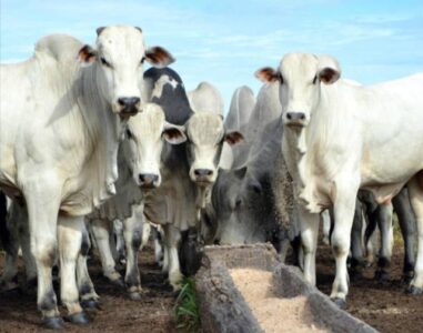 4 mitos sobre a altura do pasto mito 04 7