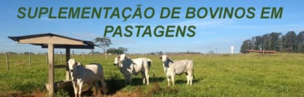 7 passos para ter sucesso na suplementacao a pasto