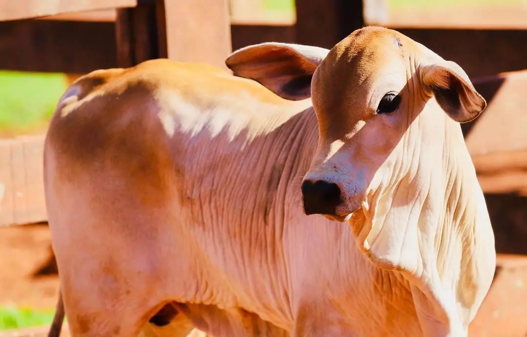 Bezerros Mais Pesados Saiba Como Produzir? 22 Bezerros Mais Pesados Saiba Como Produzir?