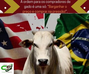 como maior exportador para eua boi gordo alivia mercado interno