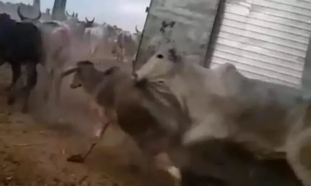 Polícia desarticula quadrilha que roubou mais de R$ 1 milhão em gado 3 gado 1 640x383 1