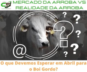 mercado da arroba vs realidade da arroba o que devemos esperar em abril para o boi gordo