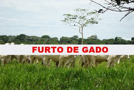 policia desarticula quadrilha que roubou mais de r 1 milhao em gado