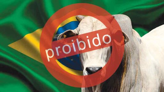 por que china deseja prejudica mercado boi gordo