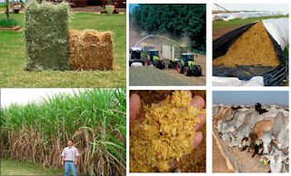 qual o melhor volumoso para o gado